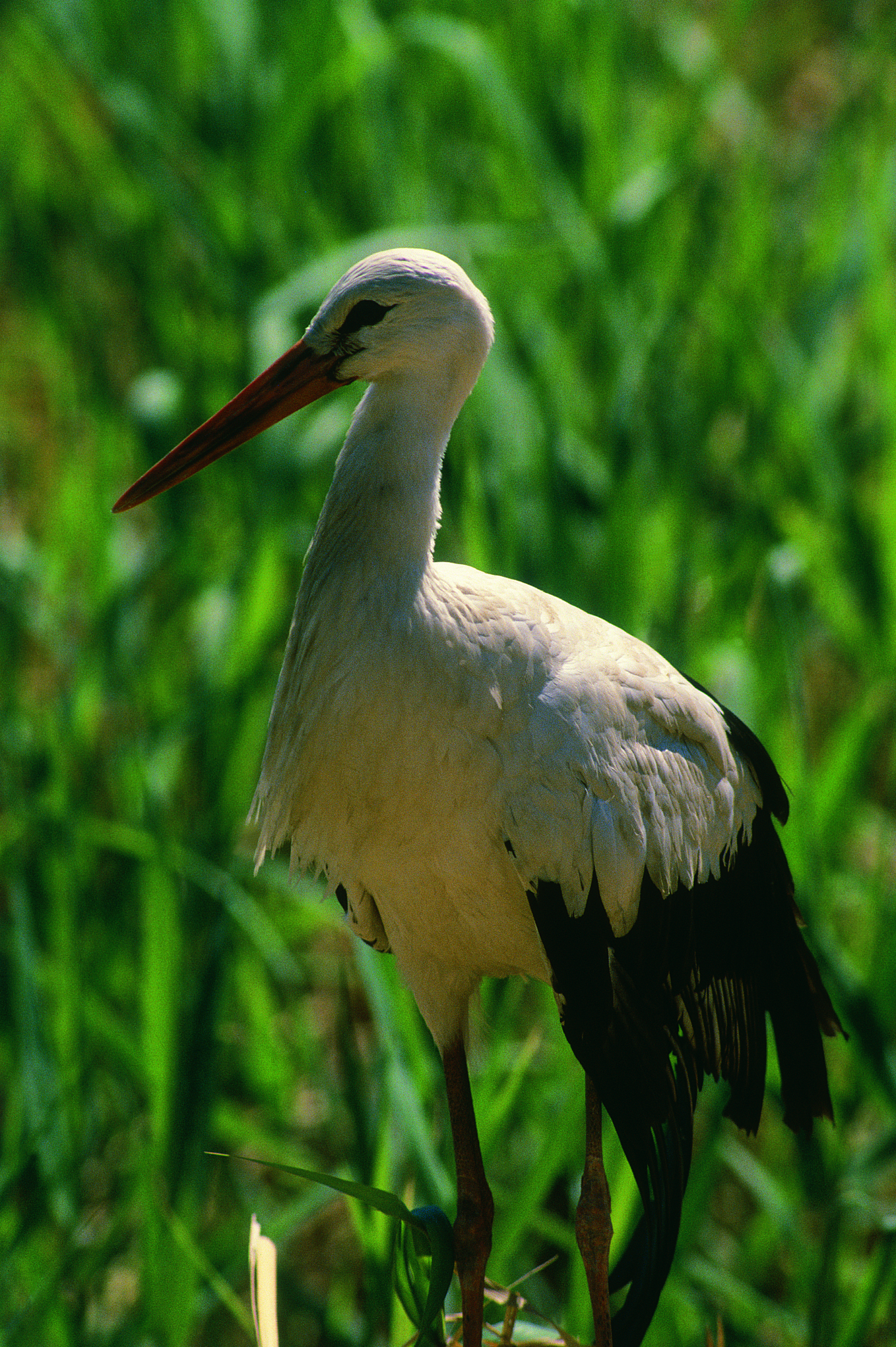 Azraq Bird